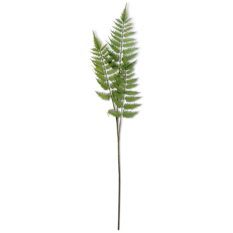 3 Fern Branch