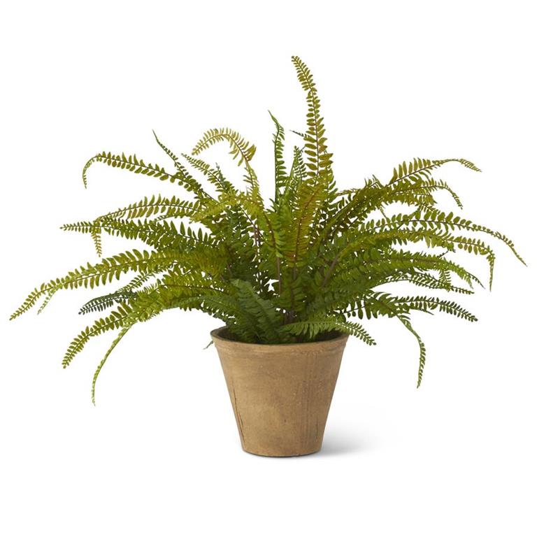 Fern in Cement Pot 22"